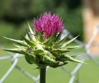 Mariendistel