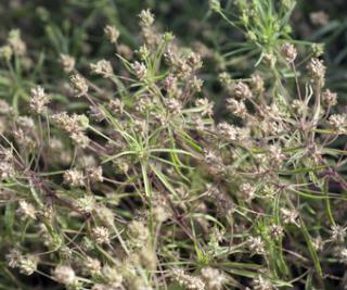 Indische Flohsamen