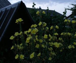 Nachtkerze
